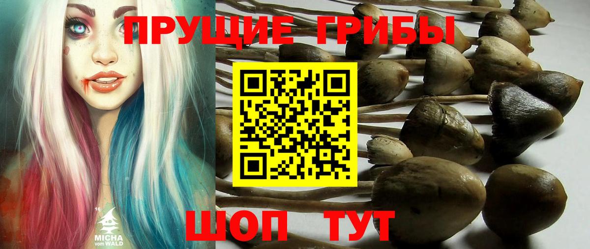 Галлюциногенные грибы Psilocybine cubensis Саратов